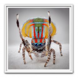SPIDERS OF PARADISE: MARATUS VOLENS FROM ACTUAL SIZE SERIES
