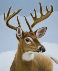 WHITETAIL DEER